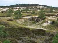 NL, Noord-Holland, Bergen, Schoorlse Duinen 3, Saxifraga-Tom Heijnen