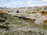 NL, Noord-Holland, Bergen, Schoorlse Duinen 4, Saxifraga-Tom Heijnen