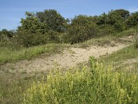 NL, Noord-Holland, Bloemendaal, Zuid Kennemerland 1, Saxifraga-Willem van Kruijsbergen