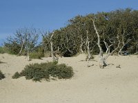 NL, Noord-Holland, Bloemendaal, Zuid Kennemerland 10, Saxifraga-Willem van Kruijsbergen