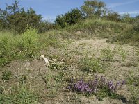 NL, Noord-Holland, Bloemendaal, Zuid Kennemerland 3, Saxifraga-Willem van Kruijsbergen