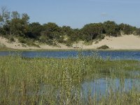 NL, Noord-Holland, Bloemendaal, Zuid Kennemerland 7, Saxifraga-Willem van Kruijsbergen