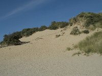 NL, Noord-Holland, Bloemendaal, Zuid Kennemerland 8, Saxifraga-Willem van Kruijsbergen