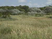 NL, Noord-Holland, Castricum, Noordhollands duinreservaat 5, Saxifraga-Willem van Kruijsbergen