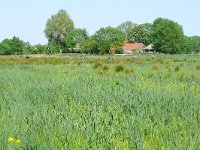 NL, Noord-Holland, Gooise Meren, Naardermeer 2, Saxifraga-Tom Heijnen