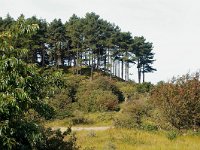 NL, Noord-Holland, Haarlem, Kennemerduinen 1, Foto Fitis-Sytske Dijksen