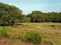 NL, Noord-Holland, Huizen, Tafelberg 9, Saxifraga-Hans Dekker