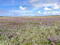 NL, Noord-Holland, Texel 18, Saxifraga-Bart Vastenhouw