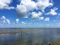 NL, Noord-Holland, Texel 25, Saxifraga-Bart Vastenhouw