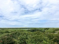 NL, Noord-Holland, Texel 27, Saxifraga-Bart Vastenhouw