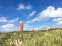 NL, Noord-Holland, Texel 37, Saxifraga-Bart Vastenhouw