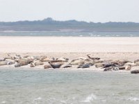 NL, Noord-Holland, Texel 45, Saxifraga-Bart Vastenhouw