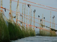 NL, Noord-Holland, Texel 7, Foto Fitis-Sytske Dijksen