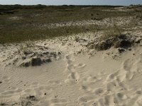 NL, Noord-Holland, Texel, Bollekamer 15, Saxifraga-Jan van der Straaten