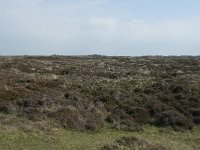 NL, Noord-Holland, Texel, Bollekamer 29, Saxifraga-Willem van Kruijsbergen