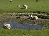 NL, Noord-Holland, Texel, De Hooge Berg 5, Saxifraga-Jan van der Straaten