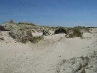 NL, Noord-Holland, Texel, De Hors 37, Saxifraga-Willem van Kruijsbergen