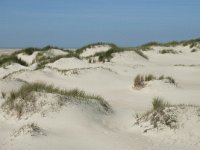 NL, Noord-Holland, Texel, De Hors 39, Saxifraga-Willem van Kruijsbergen