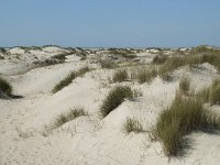 NL, Noord-Holland, Texel, De Hors 44, Saxifraga-Willem van Kruijsbergen