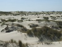 NL, Noord-Holland, Texel, De Hors 45, Saxifraga-Willem van Kruijsbergen