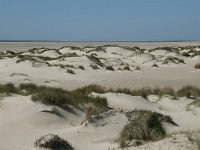 NL, Noord-Holland, Texel, De Hors 46, Saxifraga-Willem van Kruijsbergen