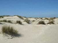 NL, Noord-Holland, Texel, De Hors 51, Saxifraga-Willem van Kruijsbergen