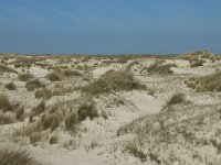 NL, Noord-Holland, Texel, De Hors 53, Saxifraga-Willem van Kruijsbergen