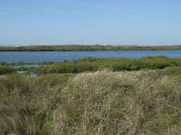 NL, Noord-Holland, Texel, De Horsmeertjes 3, Saxifraga-Willem van Kruijsbergen