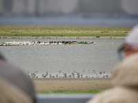 NL, Noord-Holland, Texel, De Kooy 1, Saxifraga-Tom Heijnen