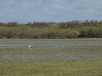 NL, Noord-Holland, Texel, De Muy 14, Saxifraga-Willem van Kruijsbergen