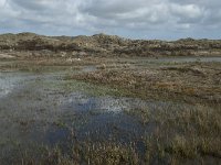 NL, Noord-Holland, Texel, De Muy 31, Saxifraga-Willem van Kruijsbergen