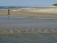 NL, Noord-Holland, Texel, De Slufter 36, Saxifraga-Jan van der Straaten