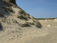 NL, Noord-Holland, Texel, De Slufter 39, Saxifraga-Jan van der Straaten