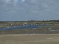 NL, Noord-Holland, Texel, De Slufter 58, Saxifraga-Willem van Kruijsbergen