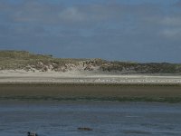 NL, Noord-Holland, Texel, De Slufter 63, Saxifraga-Willem van Kruijsbergen