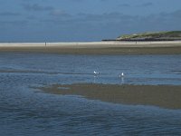 NL, Noord-Holland, Texel, De Slufter 64, Saxifraga-Willem van Kruijsbergen