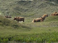 NL, Noord-Holland, Texel, Groote Vlak 9, Saxifraga-Willem van Kruijsbergen