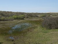 NL, Noord-Holland, Texel, Kreeftepolder 1, Saxifraga-Willem van Kruijsbergen