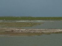 NL, Noord-Holland, Texel, Utopia 39, Saxifraga-Willem van Kruijsbergen