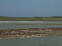 NL, Noord-Holland, Texel, Utopia 46, Saxifraga-Willem van Kruijsbergen