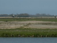 NL, Noord-Holland, Texel, Wagejot 2, Saxifraga-Willem van Kruijsbergen