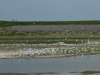 NL, Noord-Holland, Texel, Wagejot 4, Saxifraga-Willem van Kruijsbergen