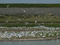 NL, Noord-Holland, Texel, Wagejot 5, Saxifraga-Willem van Kruijsbergen