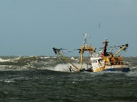 NL, Noord-Holland, Velsen 2, Saxifraga-Piet Munsterman