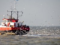 NL, Noord-Holland, Velsen, Zuidpier 2, Saxifraga-Bart Vastenhouw