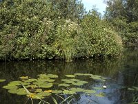 NL, Noord-Holland, Wijde Meren, s Graveland, Het Hol 8, Saxifraga-Marijke Verhagen