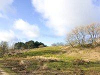 NL, Noord-Holland, Zandvoort, Amsterdamse Waterleidingduinen 17, Saxifraga-Bart Vastenhouw