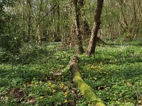 NL, Overijssel, Dinkelland, Achter de Voort 13, Saxifraga-Hans Boll