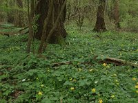 NL, Overijssel, Dinkelland, Achter de Voort 15, Saxifraga-Hans Boll