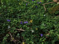 NL, Overijssel, Dinkelland, Achter de Voort 4, Saxifraga-Hans Boll